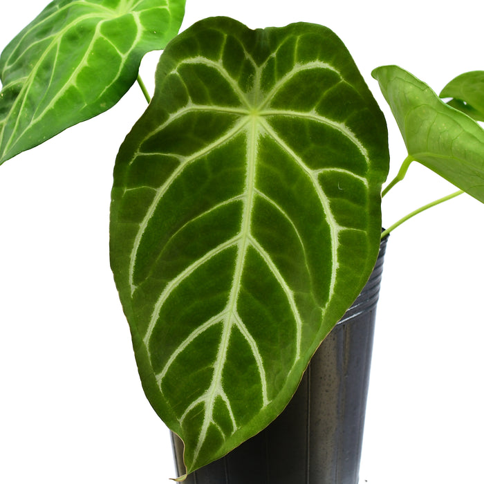 Anthurium Sweet mystery