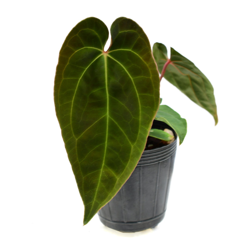 Anthurium Velvet Abyss