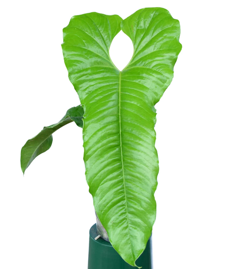 Anthurium ivanportillae — Ecuagenera California