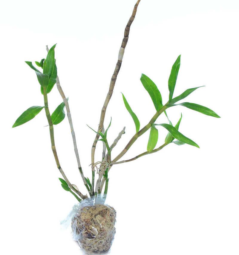 Dendrobium mohlianum