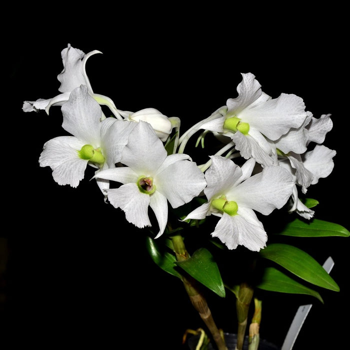 Dendrobium sanderae