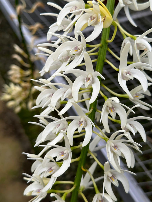 Dendrobium speciosum