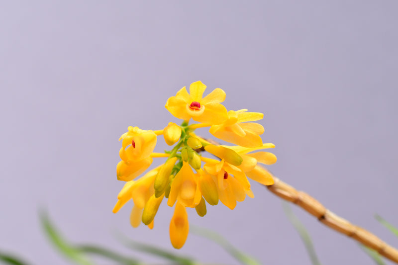 Dendrobium trichostomum f. xanthinum