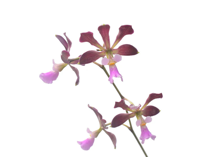 Encyclia alboxanthina x Encyclia cordigera pink