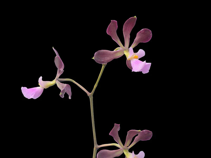 Encyclia alboxanthina x Encyclia cordigera pink