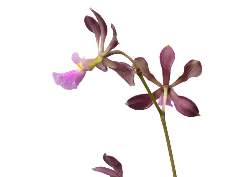 Encyclia alboxanthina x Encyclia cordigera pink