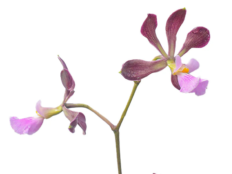 Encyclia alboxanthina x Encyclia cordigera pink