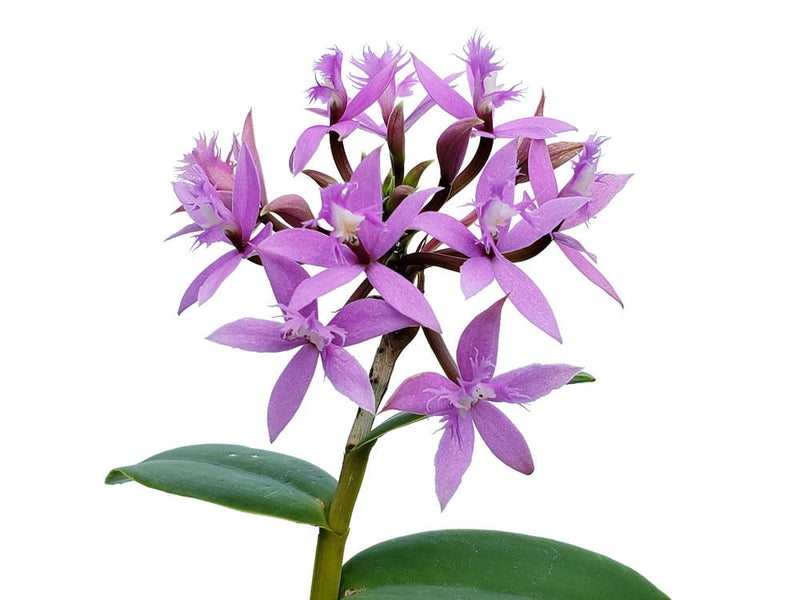 Epidendrum corymbosum