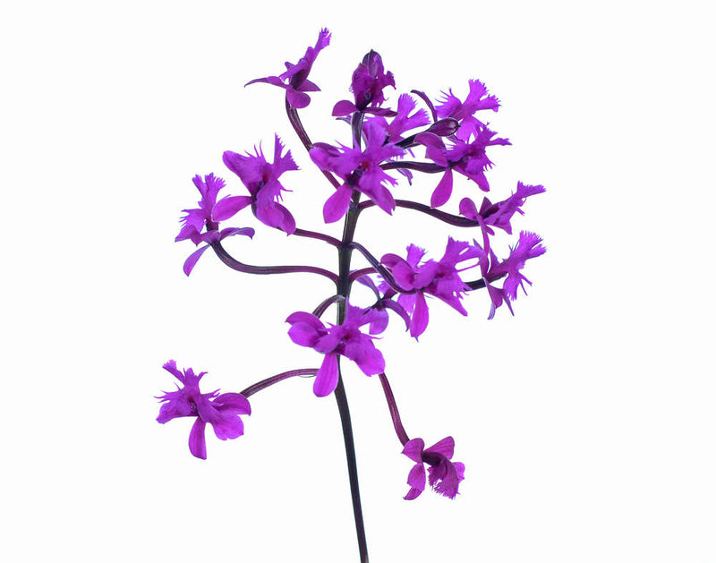 Epidendrum quitensium