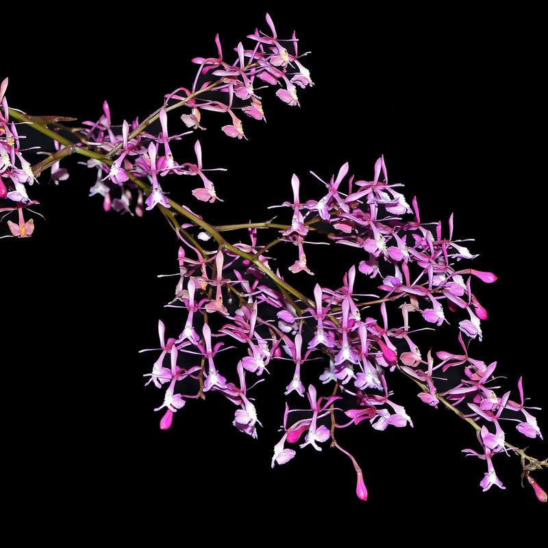 Epidendrum nanegalense