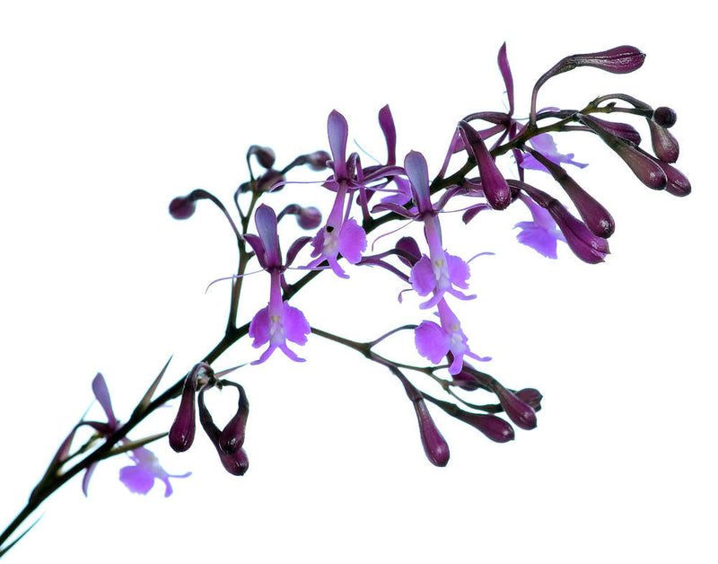 Epidendrum nanegalense