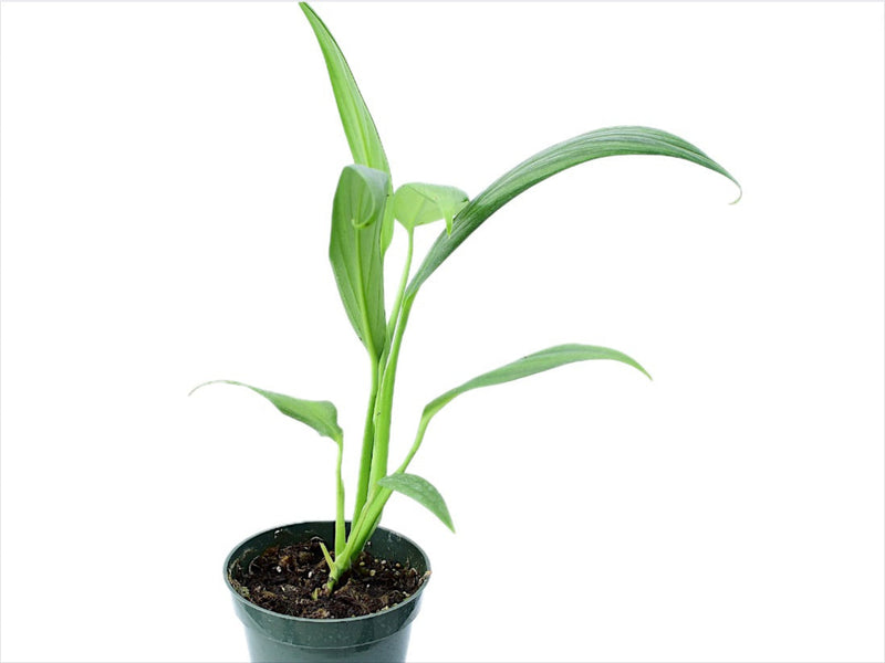 Epipremnum amplissimum silver