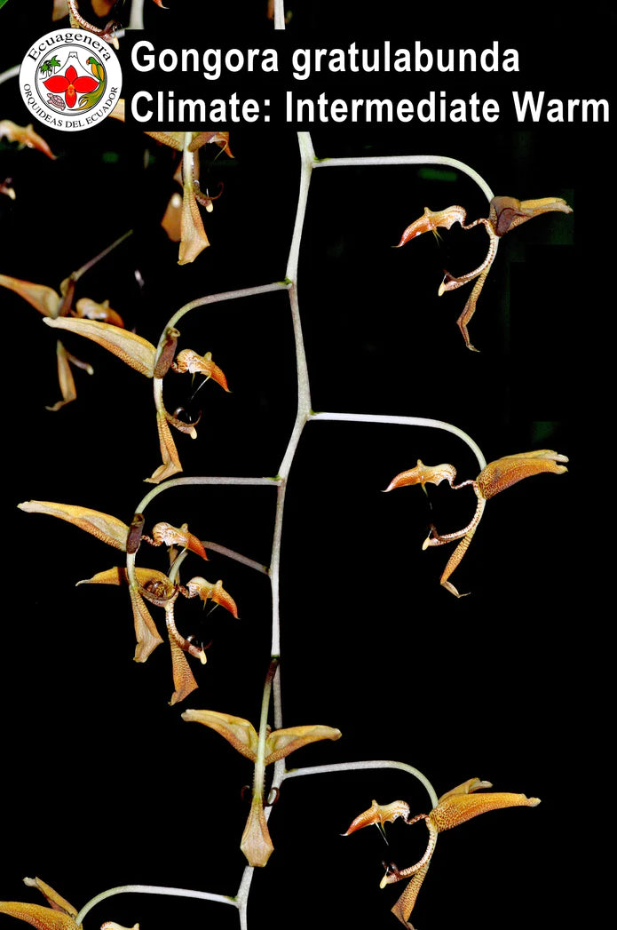 Gongora gratulabunda