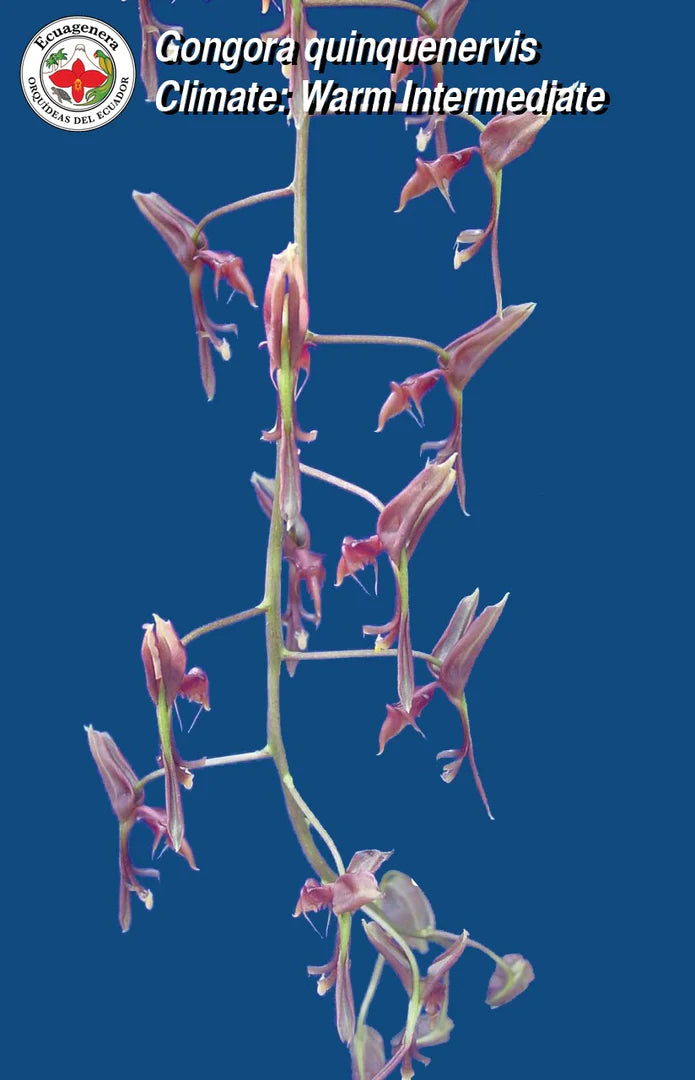 Gongora quinquenervis