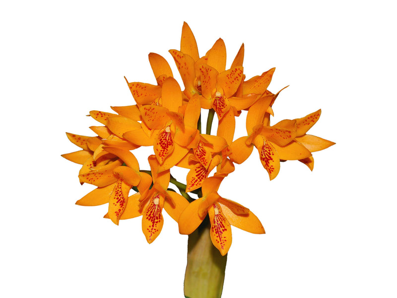 Guarianthe aurantiaca