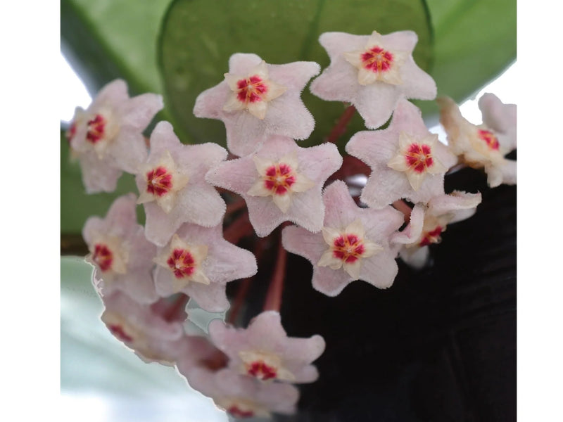 Hoya carnosa pink chart