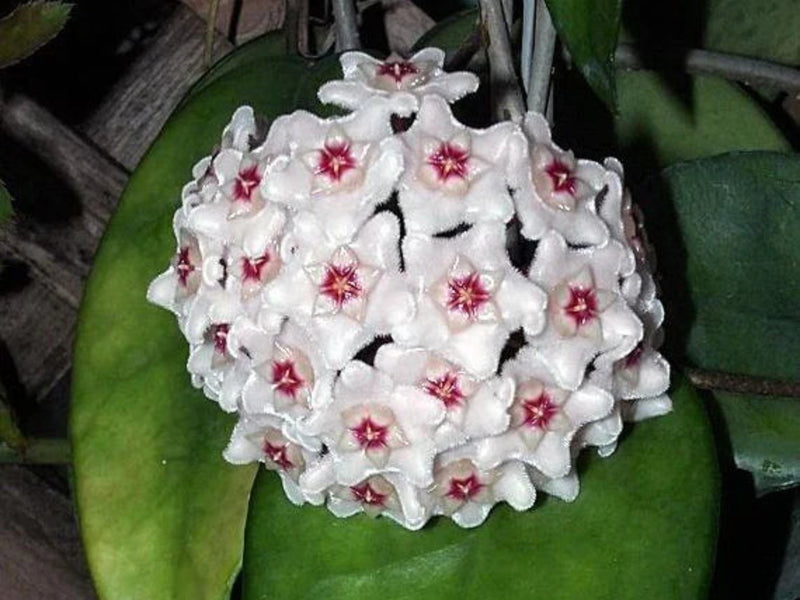 Hoya dasyantha