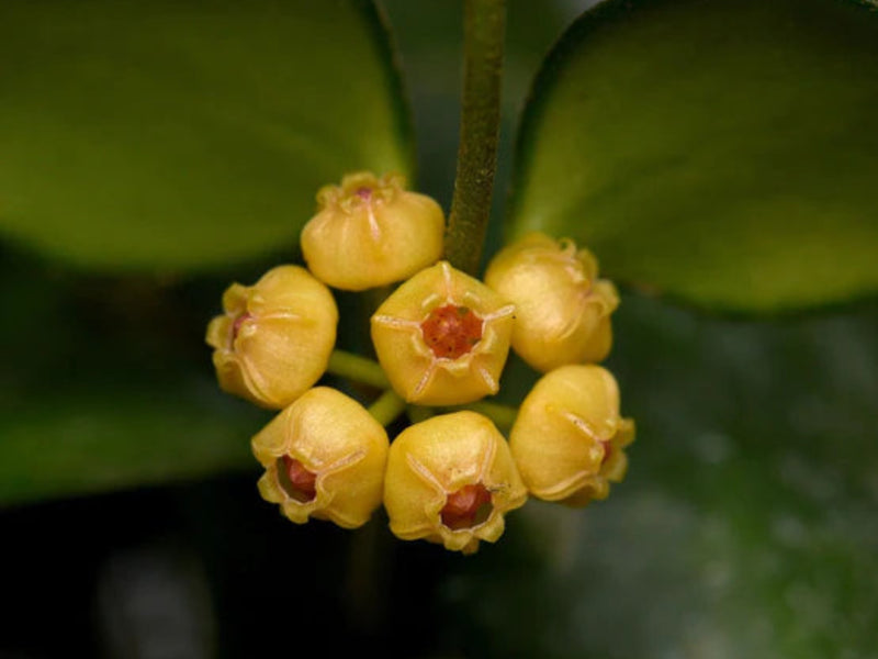 Hoya heuschkeliana yellow