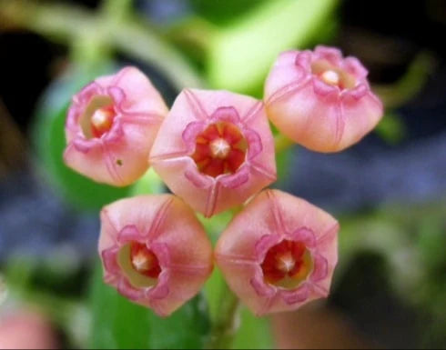 Hoya heuschkeliana pink