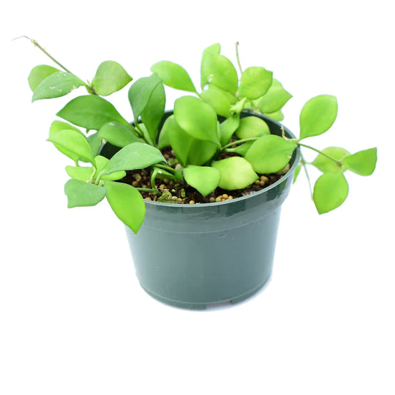 Hoya heuschkeliana pink