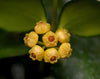 Hoya heuschkeliana yellow
