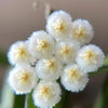 Hoya lacunosa