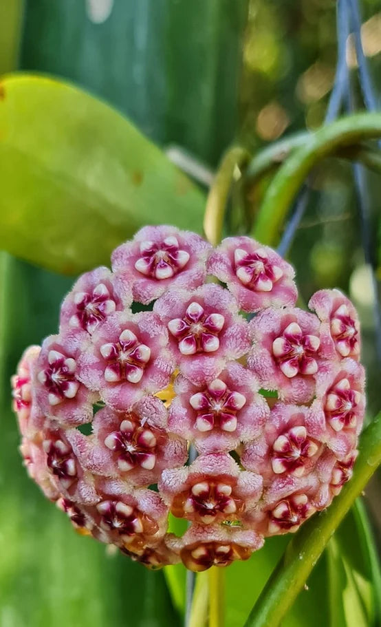 Hoya meliflua