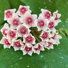 Hoya obovata