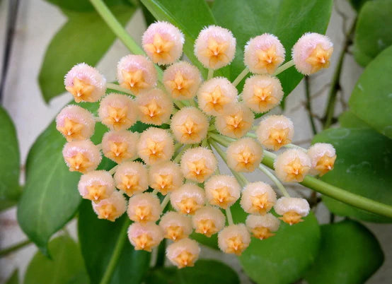 Hoya obscura