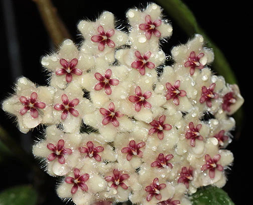 Hoya sp Phu Wua