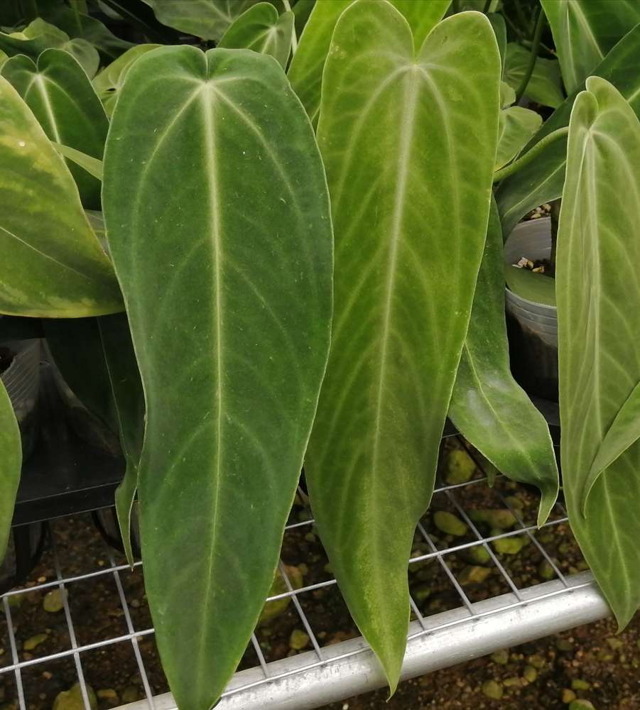 Anthurium warocqueanum 'Esmeralda' — Ecuagenera California