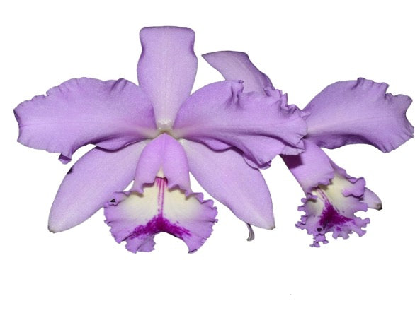 Cattleya Kiss Me