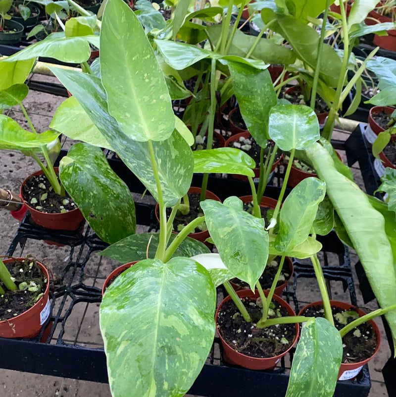 Philodendron Jose Buono (seedling)