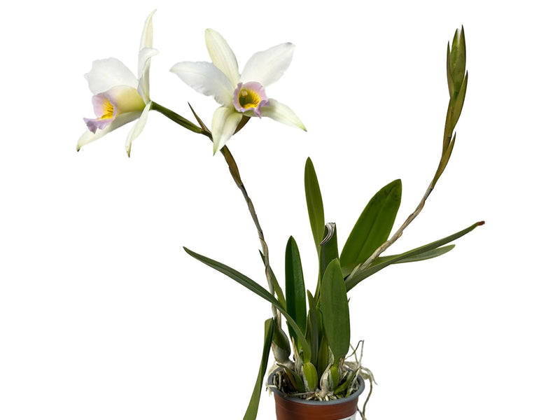Laelia anceps f. semialba 'Ileana'