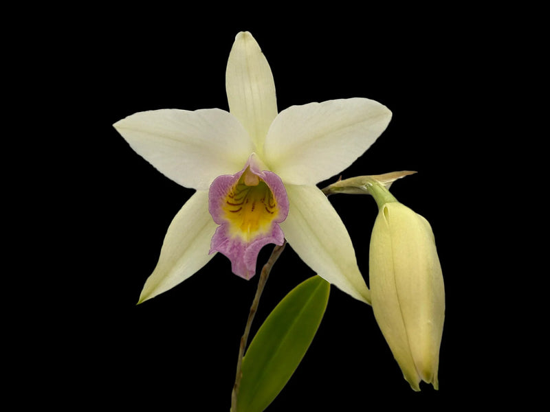 Laelia anceps f. semialba 'Ileana'