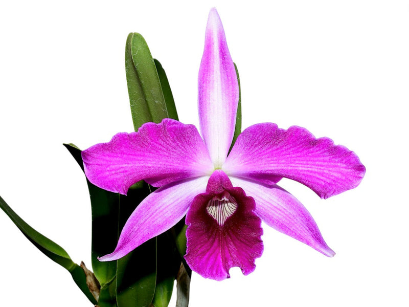 Laelia purpurata Rubra x Sanguinea