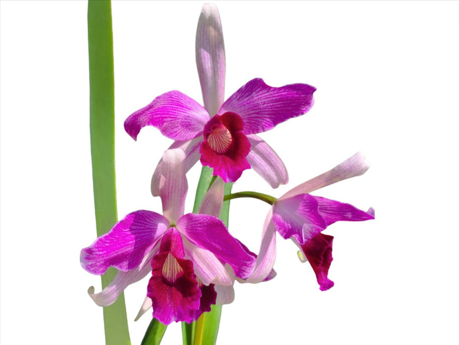 Laelia purpurata var gilbert x var atropurpurea Ecuagenera