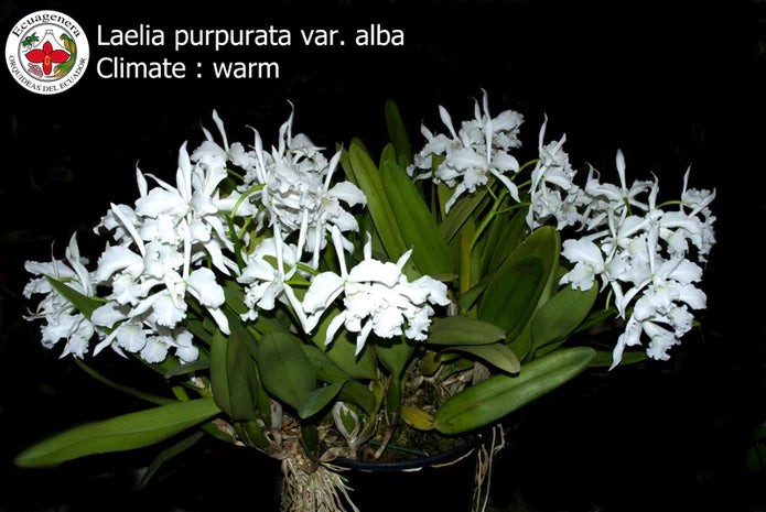 Laelia purpurata f. alba