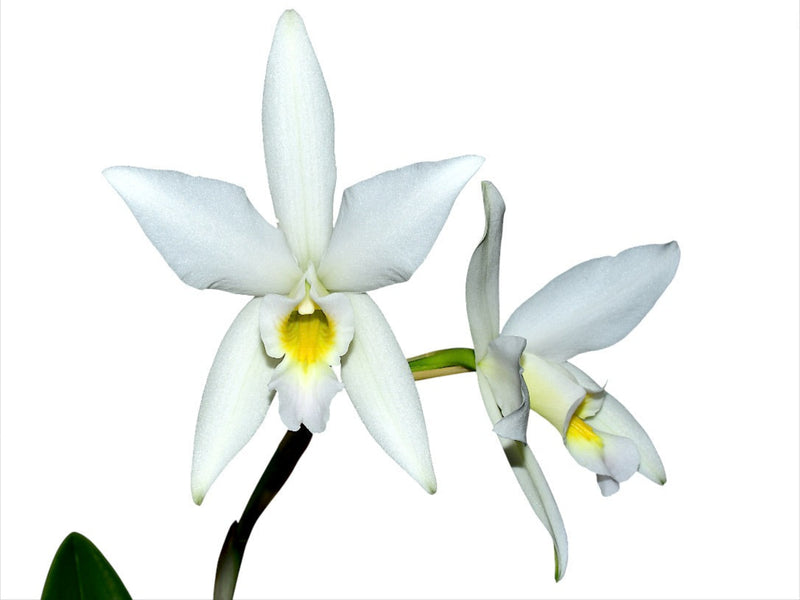 Laelia anceps f. alba