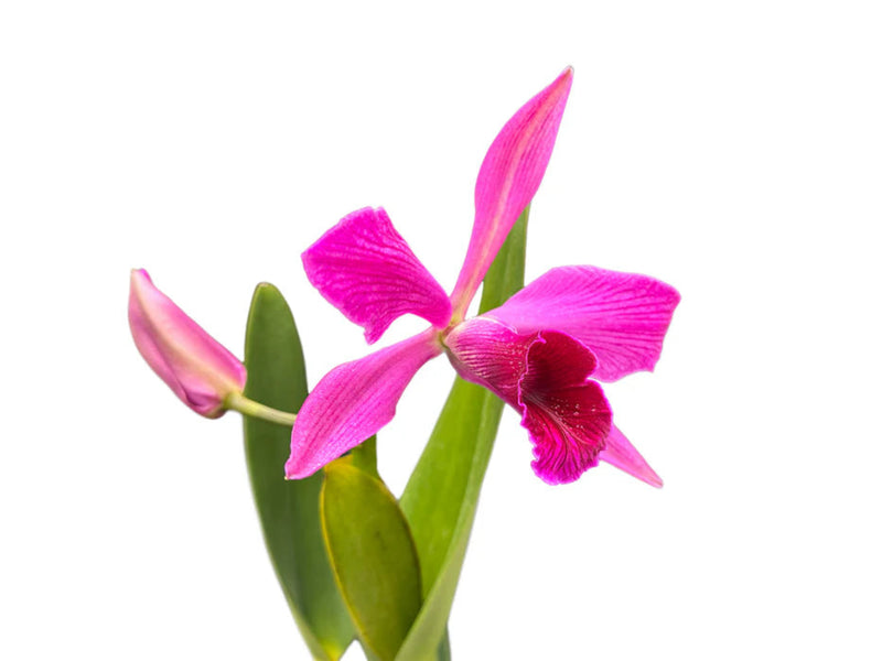 Cattleya purpurata [(Rubra Canever # 14 Budny x Sanguinea '105') x 'Flamea']