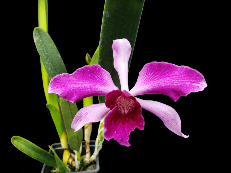 Laelia purpurata Rubra x Sanguinea