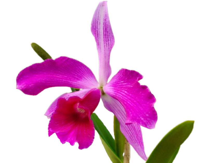Laelia purpurata Rubra x Sanguinea
