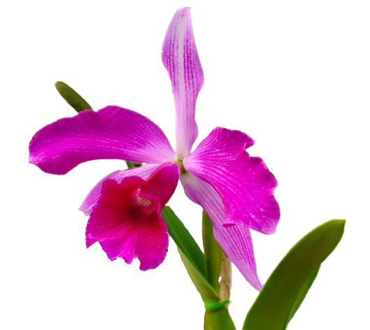 Laelia Purpurata Rubra X Sanguinea — Ecuagenera California