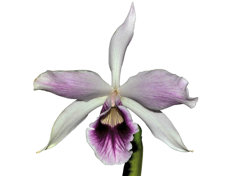 Laelia purpurata f. purple