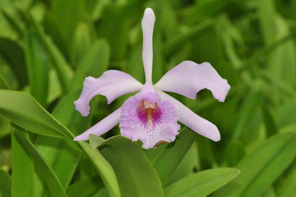 Laelia purpurata mandaliana x Cattleya nobilior