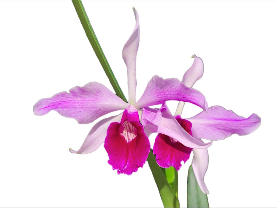 Laelia purpurata var gilbert x var atropurpurea Ecuagenera
