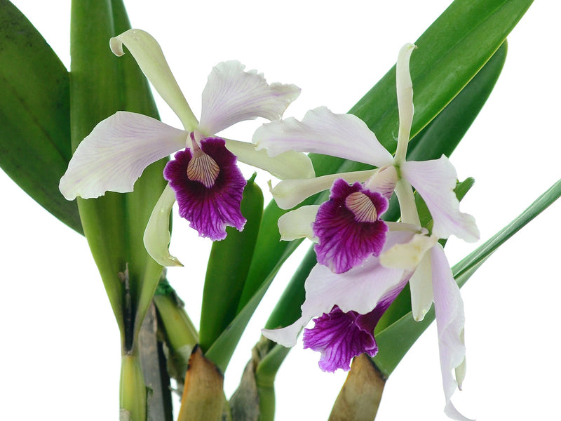 Laelia purpurata f. vinicolor x atropurpurea