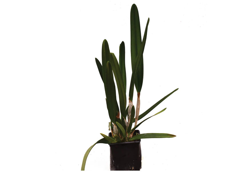 Laelia purpurata uba tuba splash x uba tuba