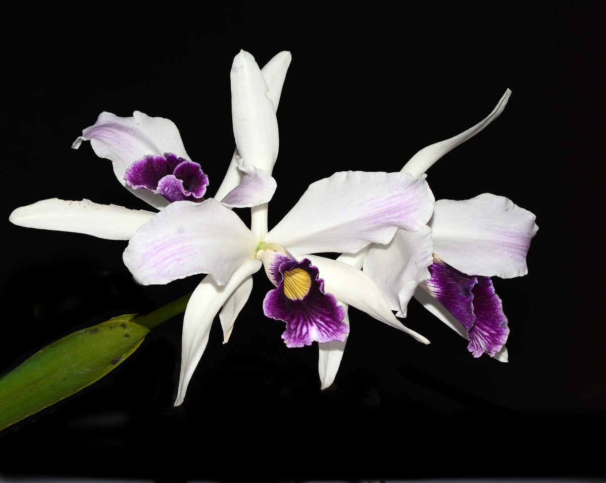 Laelia Purpurata Var Purple — Ecuagenera California