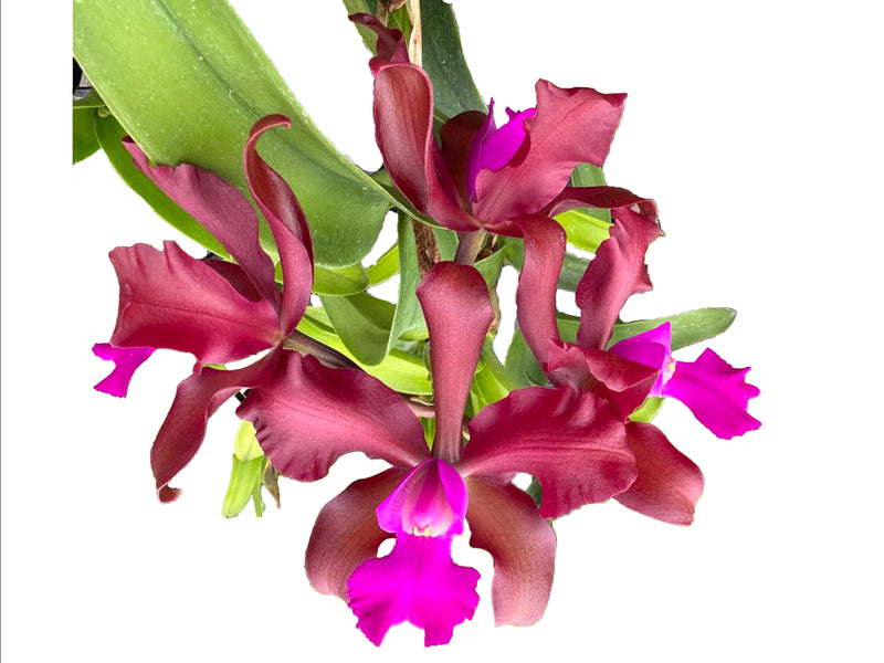 Laeliocattleya Eduardo Andrade